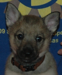 zhora head